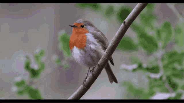 Robin Red Robin GIF - Robin Red Robin Shit GIFs