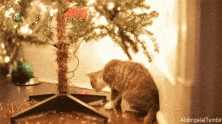 a cat is looking at a christmas tree with a red bow