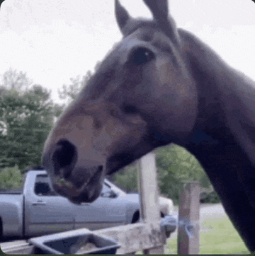 a horse is standing next to a truck in a field .