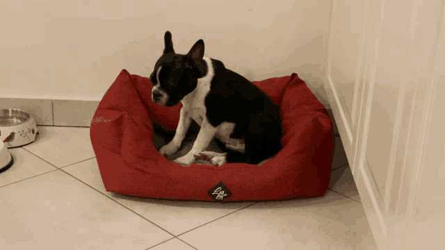 a black and white dog laying on a red dog bed