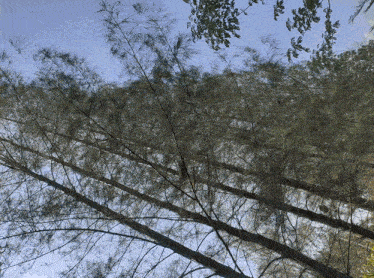 looking up at a row of trees with a blue sky in the background