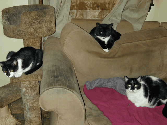 two black and white cats are sitting on a couch