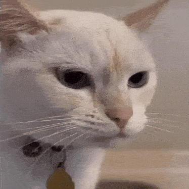 a close up of a white cat 's face with a collar on .