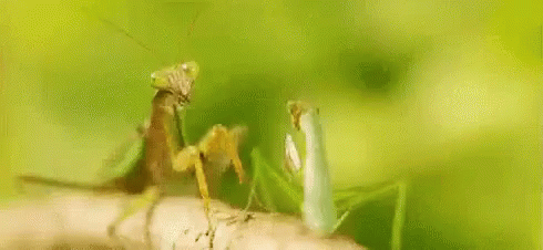 Peasant Mantis GIF - Peasant Mantis Kick Off GIFs