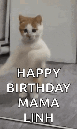 a cat is standing on its hind legs in front of a mirror .