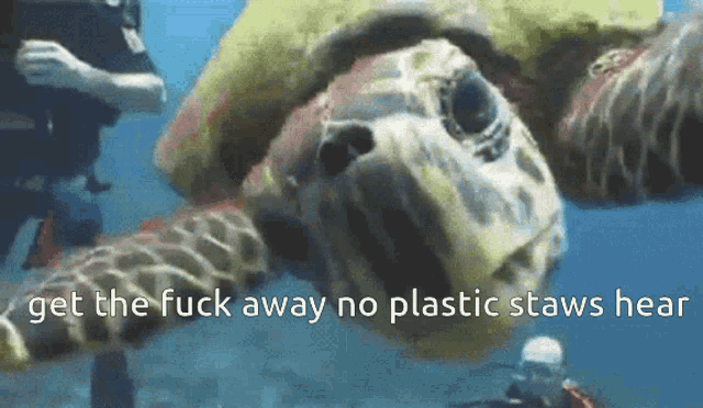 a sea turtle is swimming in the ocean with the words get the fuck away no plastic stalks hear