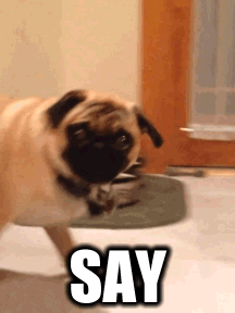 3 GIF - Say That To My Face Pug Attitude GIFs