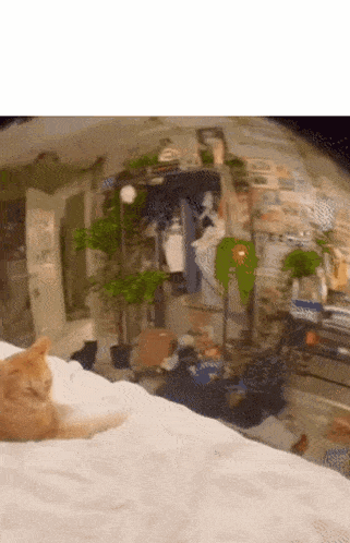 a cat is laying on a bed in a messy room with plants
