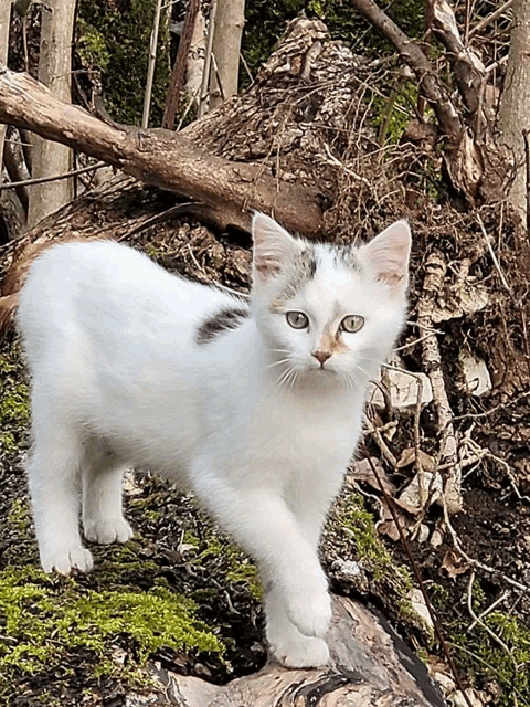 a white kitten with green eyes is standing on a rock