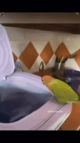 a parrot sitting on top of a washing machine with the caption petzone.br