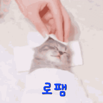 a person is brushing a cat 's hair with a comb in korean