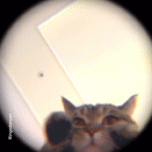 Pedro Cat GIF - Pedro Cat GIFs
