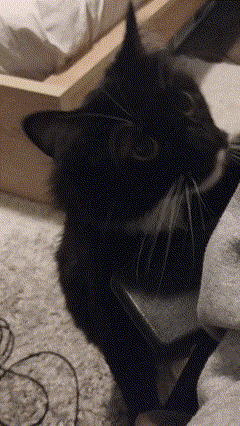 a black cat is laying on a carpet next to a headphone cord