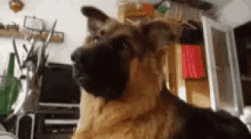 a german shepherd dog is looking at the camera in a living room with a tv in the background .