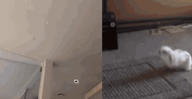 a rabbit is walking on a rug in a room next to a staircase .