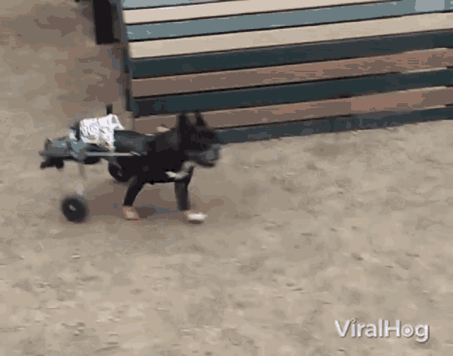 a dog in a wheelchair with the words viralhog written on the bottom