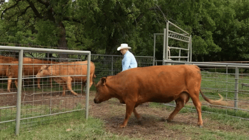 Cattle Cow GIF - Cattle Cow Smoke GIFs