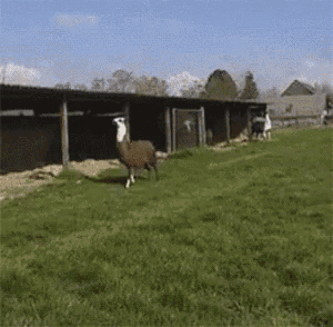 a sheep standing in a grassy field next to a barn