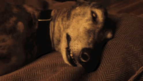 a close up of a dog laying on a couch