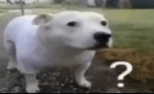 a white dog is standing next to a question mark and looking at the camera .