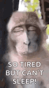 a monkey with its eyes closed and a crown on its head .