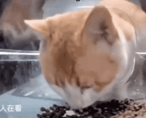 Ginger Cat Cat Eating Food GIF - Ginger Cat Cat Eating Food Cat Food GIFs