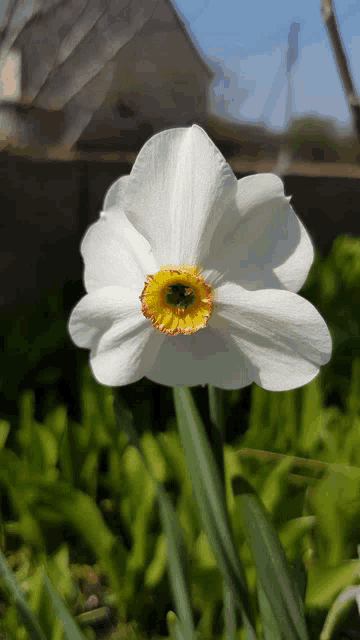 a white flower with a yellow center surrounded by greenery