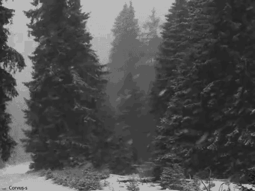 a black and white photo of a snowy forest was taken by corvus s