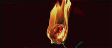Fire Burn GIF - Fire Burn Rose GIFs
