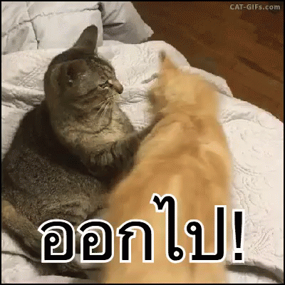 แมวโมโก โกรธ ออกไป GIF - Angry Cat Go Away Annoyed GIFs