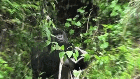 Gorilla Eating GIF - Gorilla Eating Im Watching You GIFs