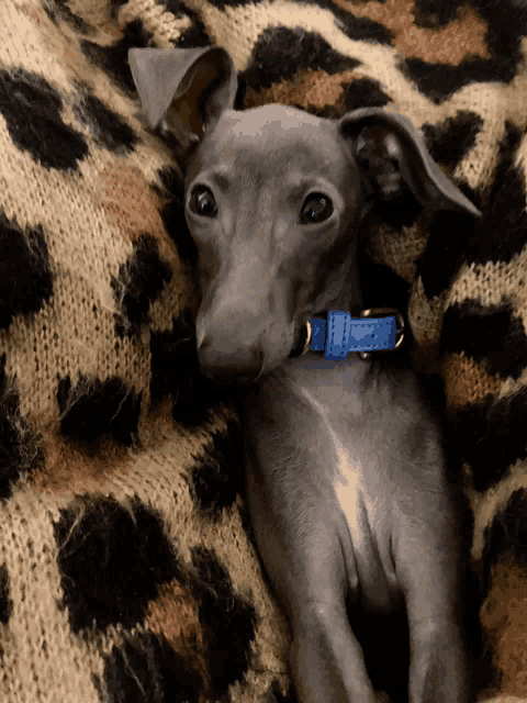 a grey dog wearing a blue collar laying on a leopard print blanket