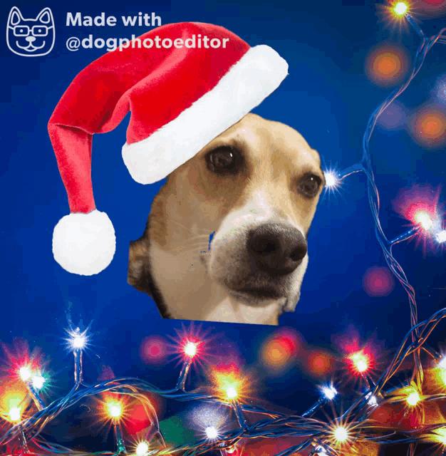a picture of a dog wearing a santa hat