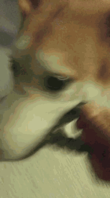 Ila Dog Husky Tug Of War Play Dog GIF - Ila Dog Husky Tug Of War Play Dog Pet GIFs