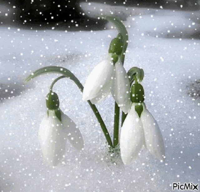 a picture of snowdrop flowers in the snow with the caption picmix