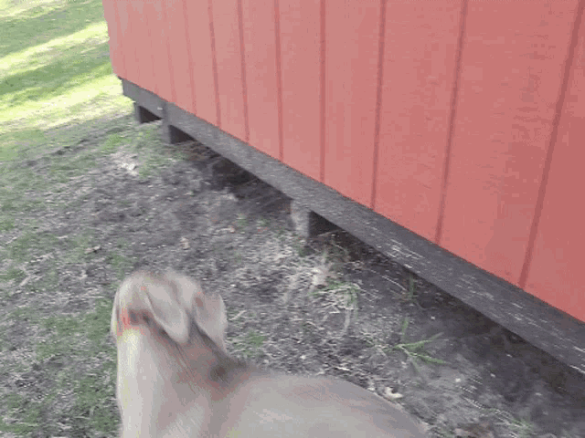 a dog standing in front of a red wall
