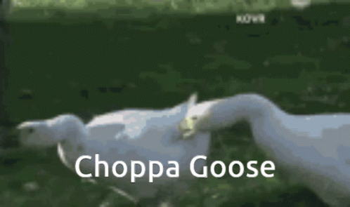Choppa Go Goose GIF - Choppa Go Goose Chase GIFs