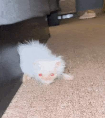 a white kitten with red eyes is crawling on a carpet .