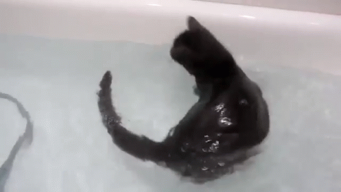 This Cat Loves A Good Swim GIF - Cats Swimming Bath GIFs