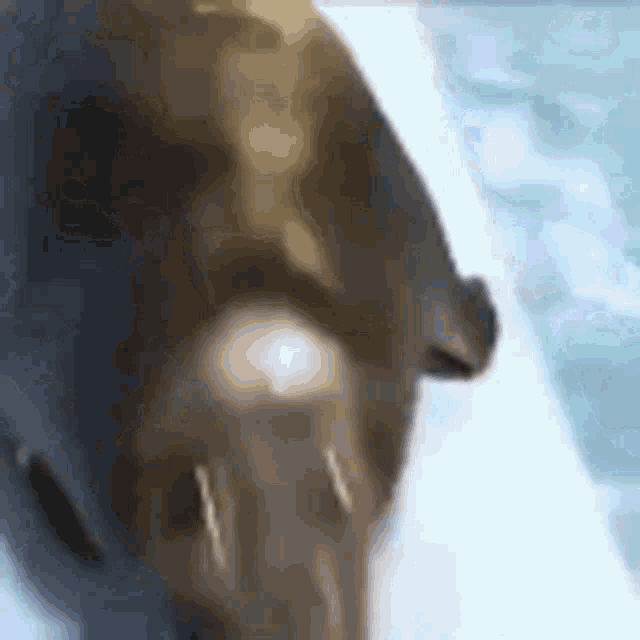a seal is swimming in the water and looking at something .