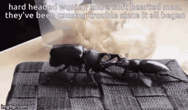 a couple of beetles are fighting on a table with the caption hard headed woman and a soft hearted man