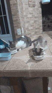 two cats are eating from bowls on a counter in front of a sign that says caminho de cerveja
