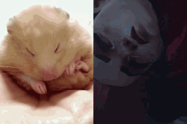 a picture of a hamster next to a picture of a person with a mask on