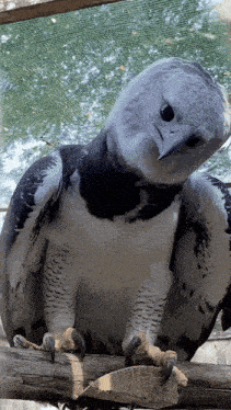 a black and white bird is sitting on a branch