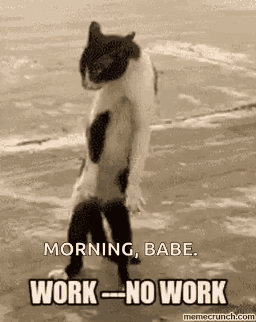 a cat is standing on its hind legs on a beach and says `` morning , babe . work - no work '' .