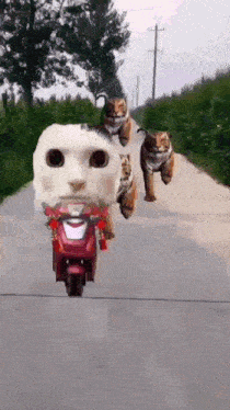 a cat is riding a scooter down a road with two tigers behind it