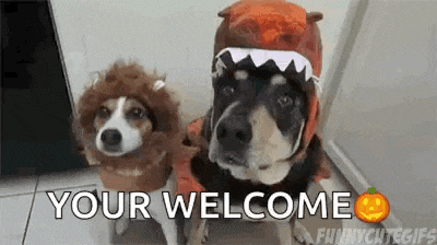 two dogs wearing halloween costumes are standing next to each other and a pumpkin .