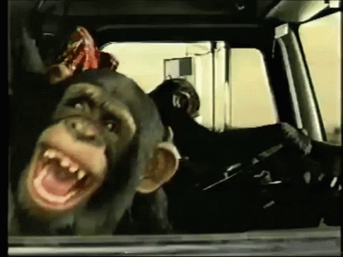 Laughing Monkey GIF - Laughing Monkey Giggle GIFs