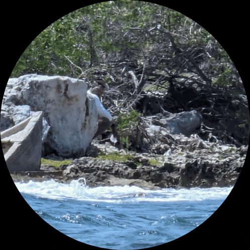 a view of a rocky shoreline through a binoculars with trees in the background