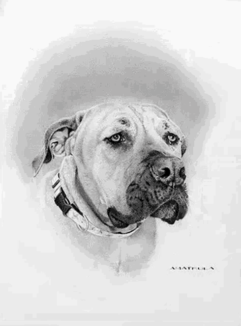 a black and white drawing of a dog with a collar on .